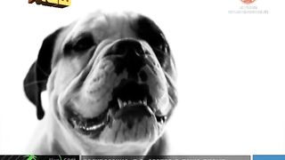 Fall out Boy - The Take Over the Breaks Over