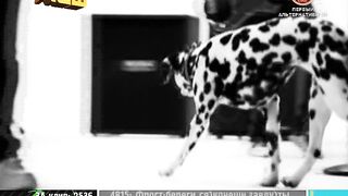 Fall out Boy - The Take Over the Breaks Over