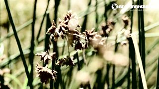 J Nitti feat. Plavka - Surrender